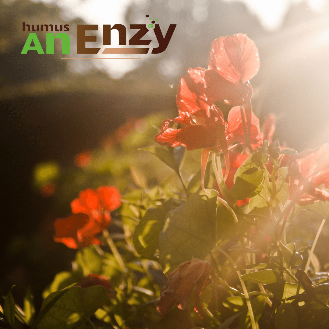 Humus AnEnzy Solid Biodynamic - immagine 2
