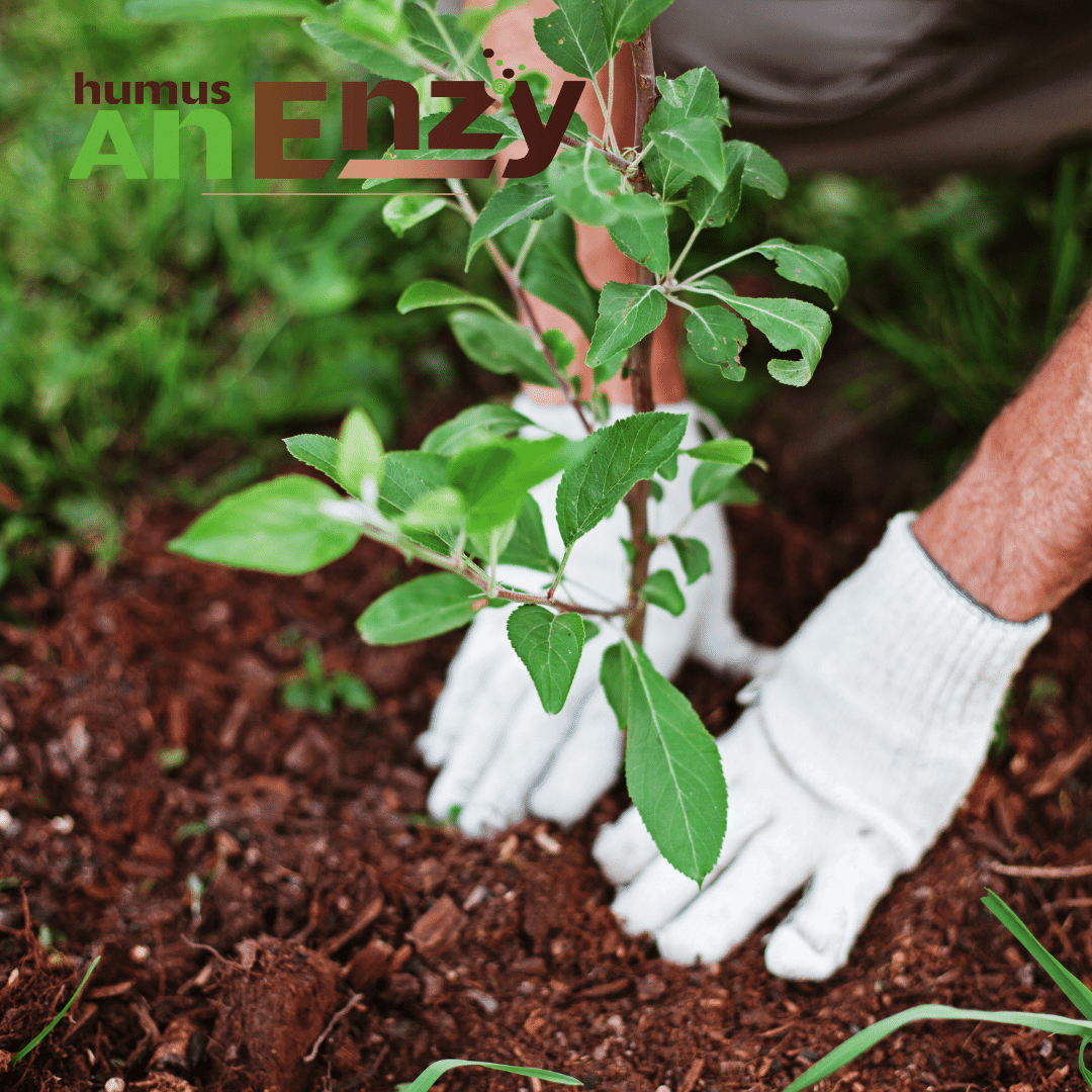 Humus AnEnzy Solid Biodynamic - immagine 3