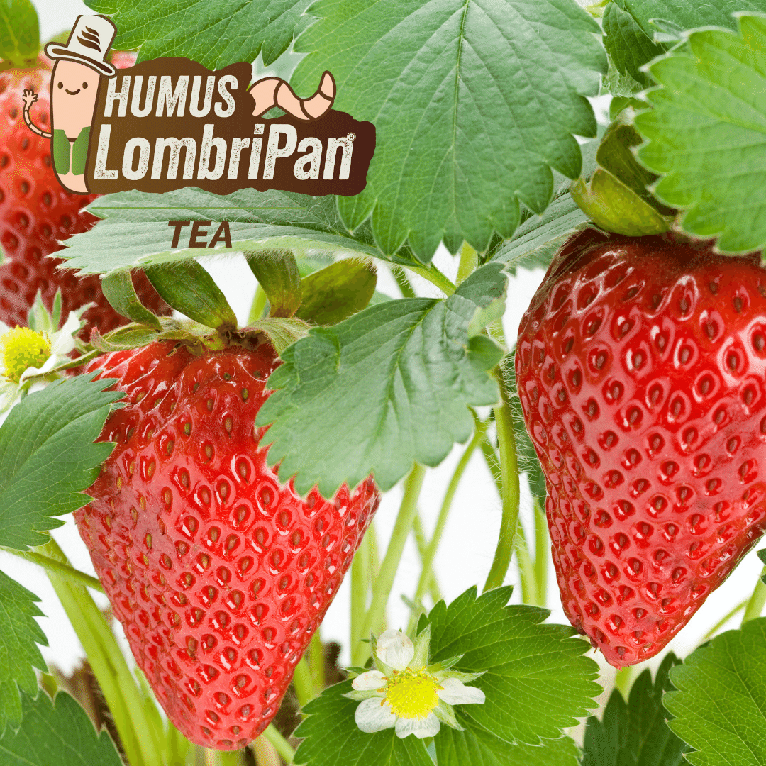 Humus Lombripan Tea - immagine 4