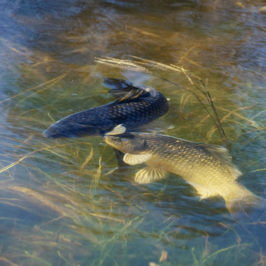 EcoCandy Aquaculture - Image 4